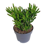Crassula gollum 17cm