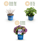 Green boutiQ - Tuinplant - Hydrangea Endles Summer Summer Love Purple - Hortensia - Winterhard - Paars - 8 Planten - Pot 14cm - Hoogte 20-25cm