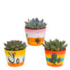 Echeveria mix 8.5 cm - 3x - in Mexicaanse pot