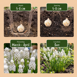 100x Muscari White Magic - Witte druifhyacint - Wit - Verwilderingsbol - Bolmaat 6/7