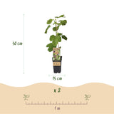 Green boutiQ - Fruitplant - Ficus caria Little miss Figgy - Vijgenboom - Winterhard - Rode Vrucht - 2 Planten - Pot 15cm - Hoogte 50cm
