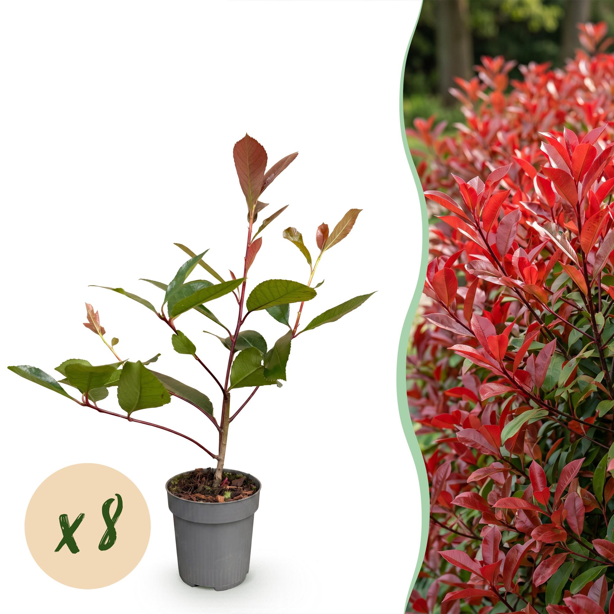 Green boutiQ - 8x Photinia fraseri Red Robin - Glansmispel - Haagplanten - Groenblijvend - Rood - Pot 9cm - Hoogte 25-35cm