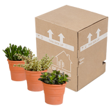 Crassula mix 10,5 cm - 3x - in terracotta pot