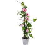 4x Thunbergia Alata Sunny Susy Mix Ø13 cm - ↕60 cm