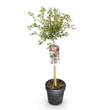 Green boutiQ - Plant op Stam - Prunus incisa Koujou-no-mai - Terras Plant - Bladverliezend - Winterhard - Witte Bloem - Pot 19cm Hoogte 90cm