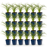 Green boutiQ - Vasteplant - Hemerocallis Stella d'Oro - Daglelie - Bijen en Vlinderlokkers - Geel - 24 Planten - Pot 11cm - Hoogte 15-25cm