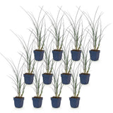 Green boutiQ - Grassen - Miscanthus sin. Gracillimus - Pampusgras - Met Pluim - Groen - 12 Planten - Pot 11cm - Hoogte 15-25cm