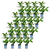 Green boutiQ - 16x Prunus laur. Rotundifolia - Laurierkers - Haagplanten - Groenblijvend - Groen - Pot 9cm - Hoogte 25-35cm
