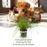 Green boutiQ - Kamerplant - Cyperus alternifolius Zumula - Kattengras - Huisdiervriendelijke Plant - Groen - 4 Planten - met Potter Wit - Pot 12cm - Hoogte 20cm