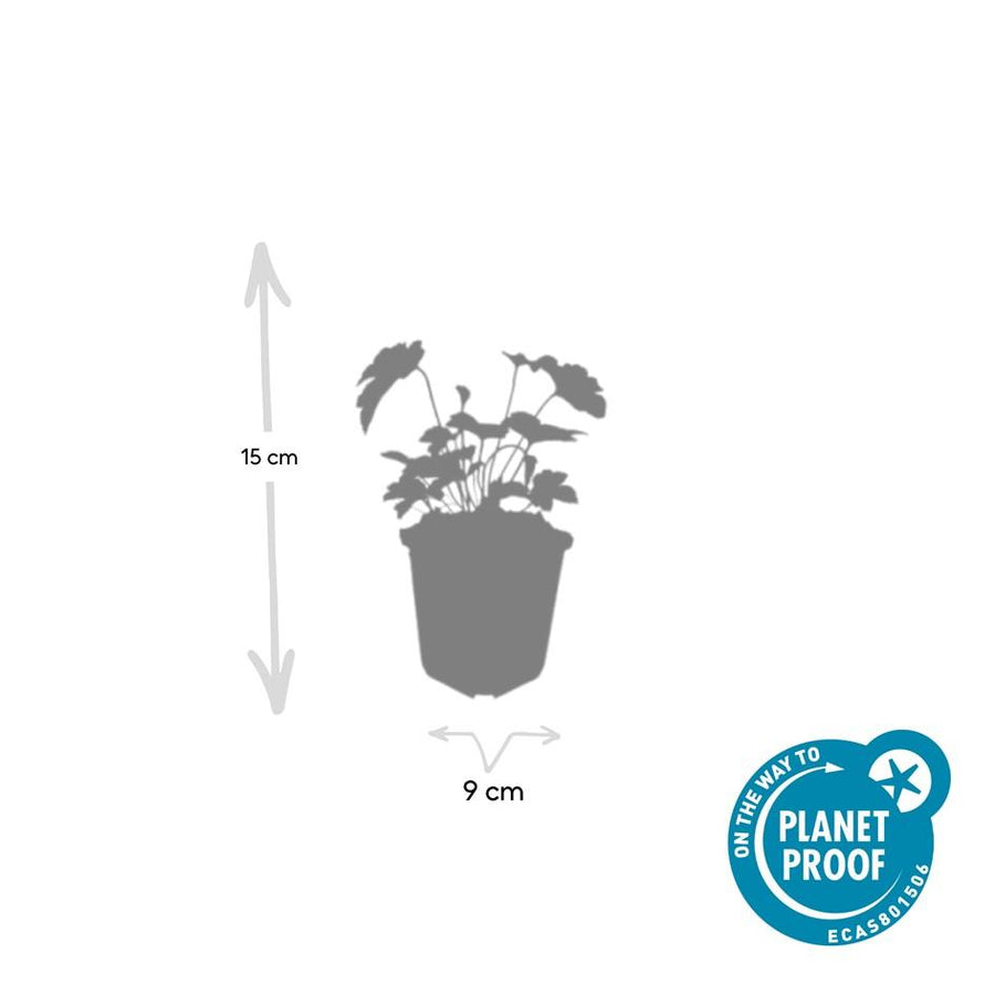 Anemone tom 'Robustissima' – 60 planten · pot Ø9 cm · 10-25 cm hoog (foto 5)