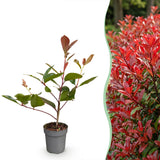 Green boutiQ - 8x Photinia fraseri Red Robin - Glansmispel - Haagplanten - Groenblijvend - Rood - Pot 9cm - Hoogte 25-35cm