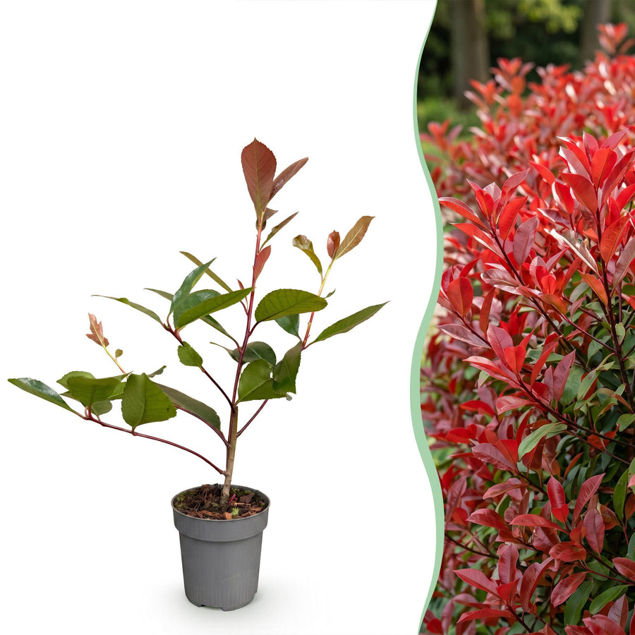 Photinia fraseri Red Robin — Glansmispelhaag, 8 stuks, 25-35 cm
