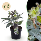 Green boutiQ - Tuinplant - Lenten Rose - Helleborus sternii Silver Dollar - GroeneBloem -2 Planten- Groenblijvend - Pot 14cm Hoogte 35cm