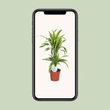 Dracaena Lemon Lime - Ø17cm - ↕65cm
