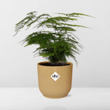 Asparagus Setaceus ‘Plumosus’ in ELHO Vibes Fold 14cm geel