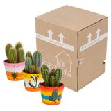 Cereus mix 10,5cm - 3x - in Mexicaanse pot