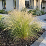 Green boutiQ - Grassen - Stipa tenuissima Ponytails - Vedergras - Groenblijvend - Groen - 12 Planten - Pot 11cm - Hoogte 15-25cm