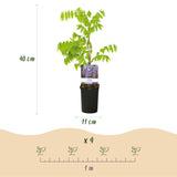 Green boutiQ - Blauwe regen - Wisteria floribunda Prolific - Bloem Blauw- 1 plant - Pot 11cm Hoogte 40cm