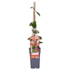 Lonicera periclymenum 'Belgica' - Ø15cm - ↕65cm