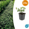 24x Euonymus fort. 'Dart's Blanket' - ↕10-25cm - Ø9cm