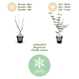 Green boutiQ - Terrasplant - Japanse Esdoorn - Acer palmatum Trompenburg -Donker Paars - 1 Plant - Bladverliezend - Pot 19cm Hoogte 70cm