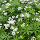 Green boutiQ - Vasteplant - Galium odoratum - Walstro - Bodembedekkend - Wit - 1 Plant - Pot 11cm - Hoogte 15-25cm