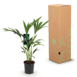 Green boutiQ - Kamerplant - Howea Forsteriana - Kentia Palm - Weinig Onderhoud - Groen - 1 plant - Pot 17cm - Hoogte 70-75cm