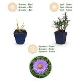 Green boutiQ - Vasteplant - Aster (D) Mittelmeer - Zeeaster - Bijen en Vlinderlokkers - Paars - 1 Plant - Pot 11cm - Hoogte 15-25cm