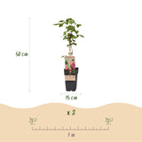 Green boutiQ - Fruitplant - Rubus log. Tayberry - Braamboos - Winterhard - Paarse Framboos - 2 Planten - Pot 15cm - Hoogte 50cm