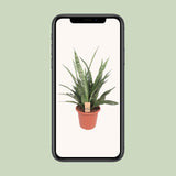 Sansevieria Diamond Green - Ø25cm - ↕80cm