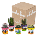Cactus mix 5.5 cm - 5x - in Mexicaanse pot