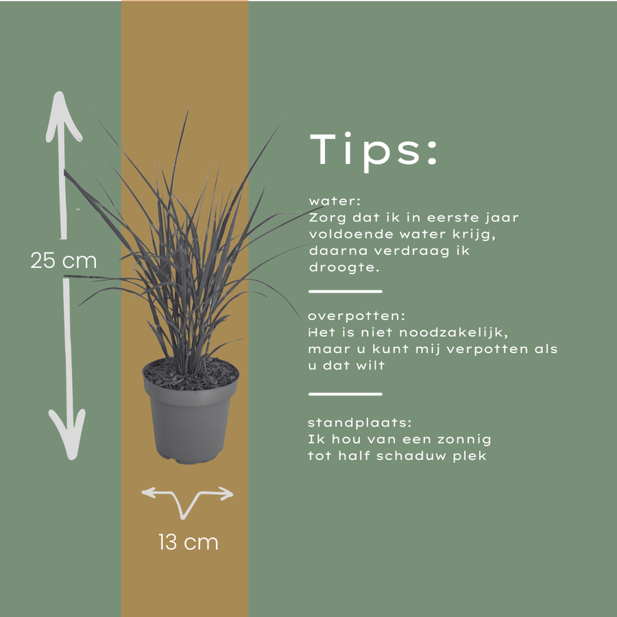 Miscanthus sinensis 'Zebrinus' — Sierriethaag, 6 stuks