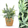Green boutiQ - Kamerplant - Phlebodium aureum Blue Star - Blauwe Varen - Huisdiervriendelijke Plant - Blauw - 1 Plant - met Mand - Pot 12cm - Hoogte 25cm
