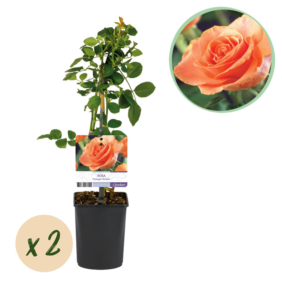 Rosa Orange Climber – 2 planten · 40 cm hoog