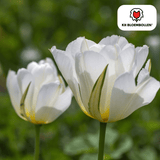 Tulpenbollen White Valley — witte tulp, 20 stuks (maat 11/12)
