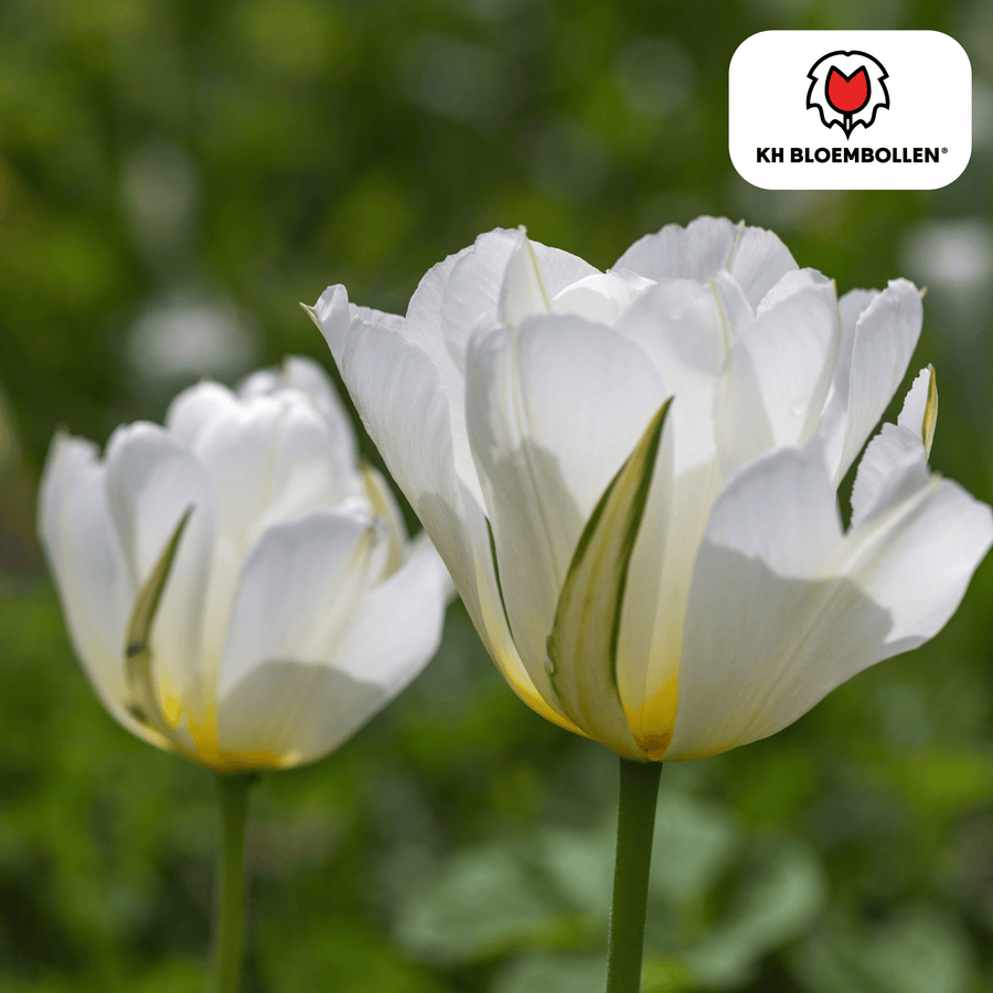 Tulpenbollen White Valley — witte tulp, 20 stuks (maat 11/12)