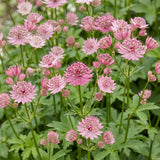 Green boutiQ - Vasteplant - Astrantia major - Sterrenkruid - Schaduw - Wit-Roze - 12 Planten - Pot 11cm - Hoogte 15-25cm