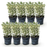 Green boutiQ - 8x Euonymus japonicus White Spire - Kardinaalsmuts - Haagplanten - Groenblijvend - Wit - Groen - Pot 9cm - Hoogte 20-30cm