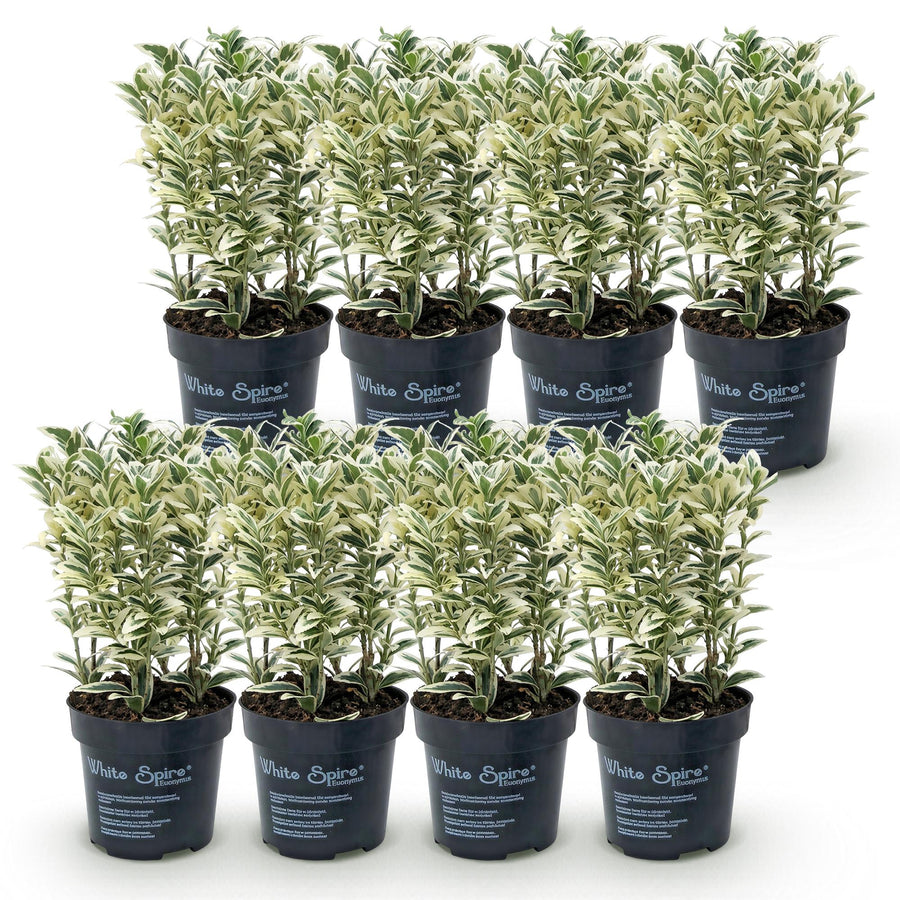 Euonymus japonicus White Spire — Kardinaalsmutshaag, 8 stuks, 20-30 cm