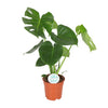 Monstera Deliciosa- Ø17cm - ↕55cm