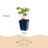 Green boutiQ - Vasteplant - Borderpakket - Bodembedekend - Diversen - Soorten en kleuren - 6 Planten - Pot 11cm - Hoogte 15-25cm