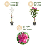 Green boutiQ - Plant op Stam - Hibiscus syriacus Magenta Chiffon® - Terras Plant - Bladverliezend - Winterhard - Roze Bloem - Pot 19cm Hoogte 90cm