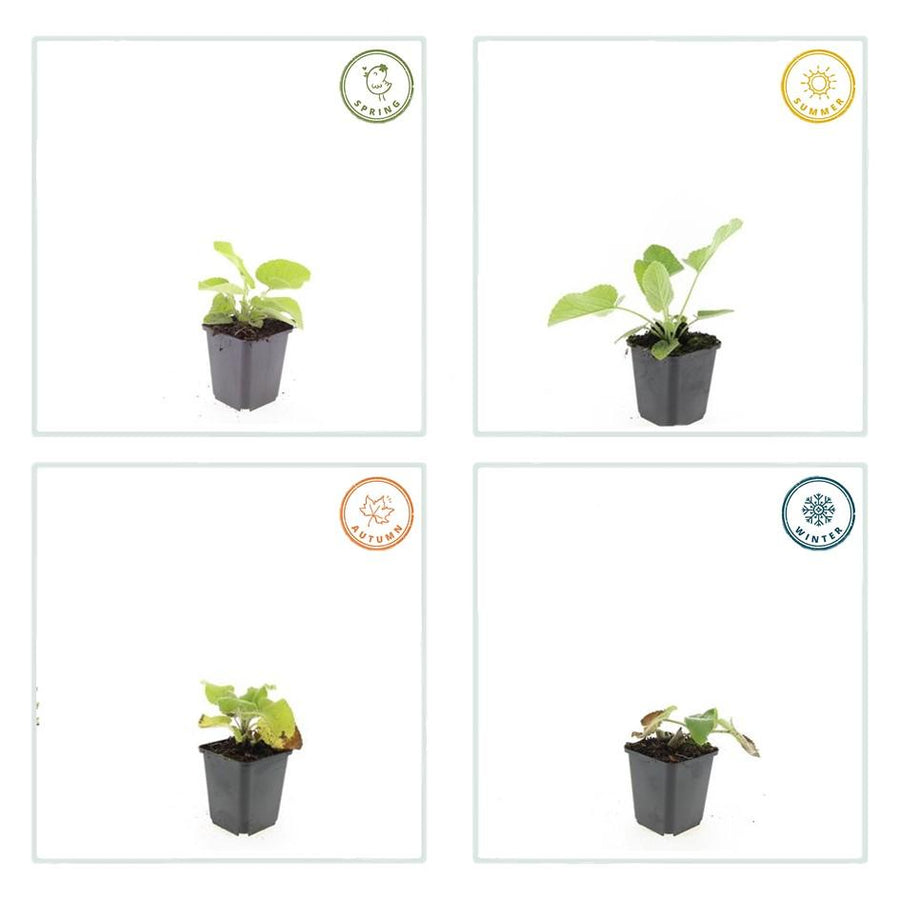 Phlomis russeliana – 60 planten · pot Ø9 cm · 10-25 cm hoog (foto 3)