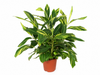 Alpinia Variegata - 90 cm