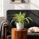 Green boutiQ - Kamerplant - Chlorophytum comosum Variegatum - Bonte Graslelie - Huisdiervriendelijke Plant - Groen - 1 Plant - met Potter Wit - Pot 12cm - Hoogte 20cm