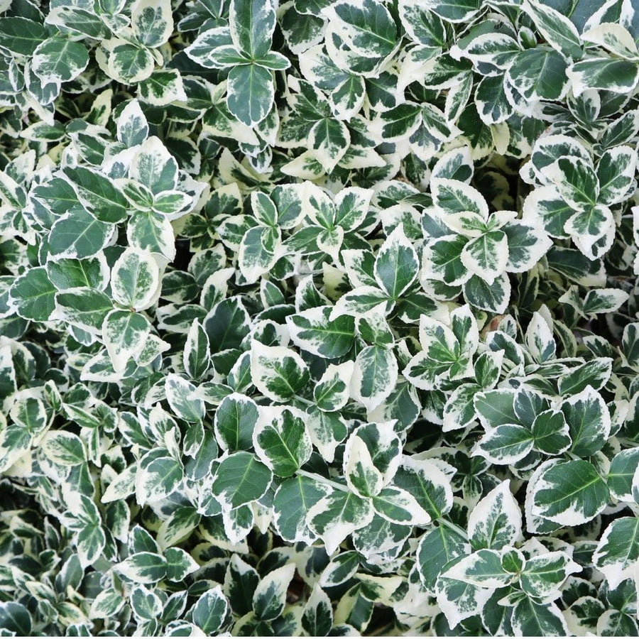 Euonymus fortunei 'Emerald Gaiety' — Kardinaalsmutshaag, 6 planten (1 strekkende meter)
