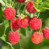 Green boutiQ - Fruitplant - Framboos - Rubus Mailing Promise- Rode Framboos - 2 planten -Pot 11cm Hoogte 40cm