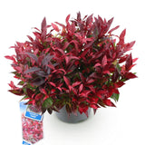 Green boutiQ - Tuinplant - Leucothoe Zeblid - Rood - 1 Plant - Groenblijvend - Weinig Onderhoud - Pot 17cm Hoogte 45cm
