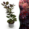 Green boutiQ - Tuinplant - Cotinus coggyria Royal Purple - Paars - 1 Plant - Bladverliezend - Weinig Onderhoud - Pot 12cm Hoogte 35cm