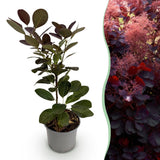 Green boutiQ - Tuinplant - Cotinus coggyria Royal Purple - Paars - 1 Plant - Bladverliezend - Weinig Onderhoud - Pot 12cm Hoogte 35cm